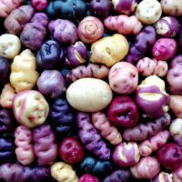 Seedlings of the potato (Solanum tuberosum) variety 'Cuchipa Ismaynin'