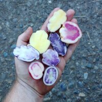 Seedlings of the potato (Solanum tuberosum) variety 'Cuchipa Ismaynin'