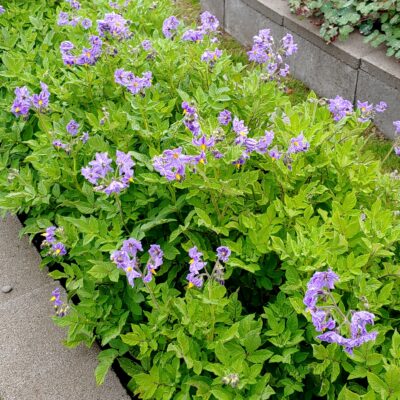 Plants of the Solanum ajanhuiri variety 'Jancko Ajawiri' in heavy flower