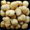Tubers of the potato (Solanum tuberosum) variety 'Lumper'