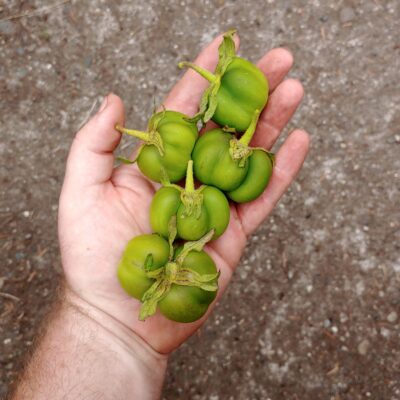 Berries of the Tom Wagner potato variety 'Skagit Valley Gold'