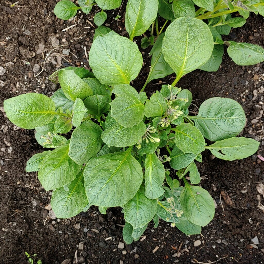 Solanum cajamarquense - How to Grow Wild Potatoes - Cultivariable