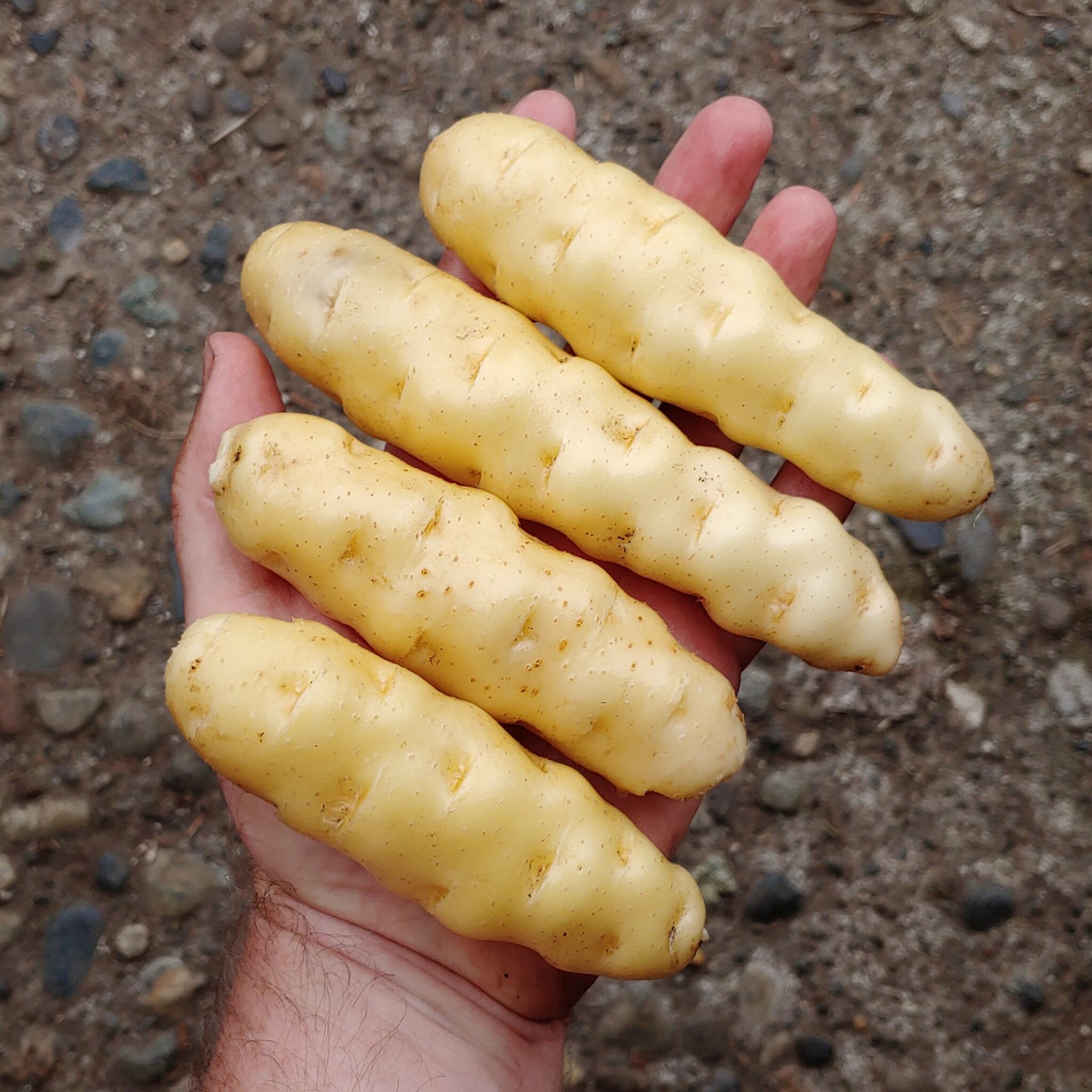 Potato, Ozette - Cultivariable