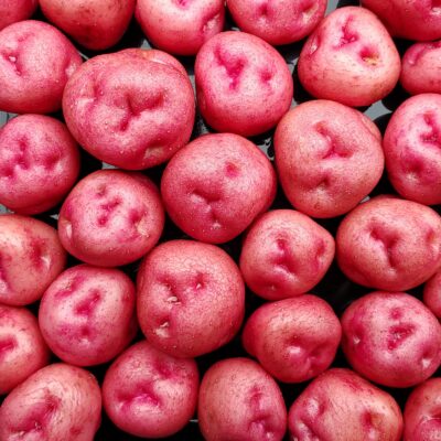 Tubers of the Bolivian heirloom potato (Solanum tuberosum) variety 'Qoyllu'