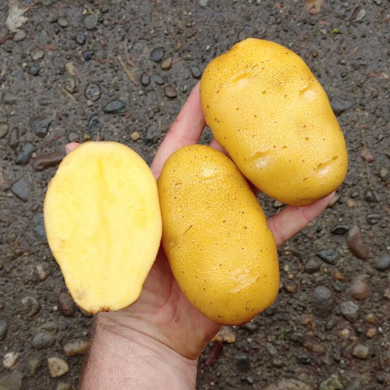 Potato German Butterball Cultivariable 3874