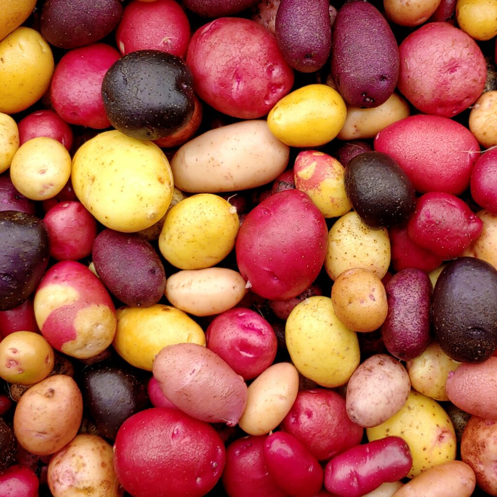 Seedlings from the Cultivariable Wide Tetraploid TPS mix