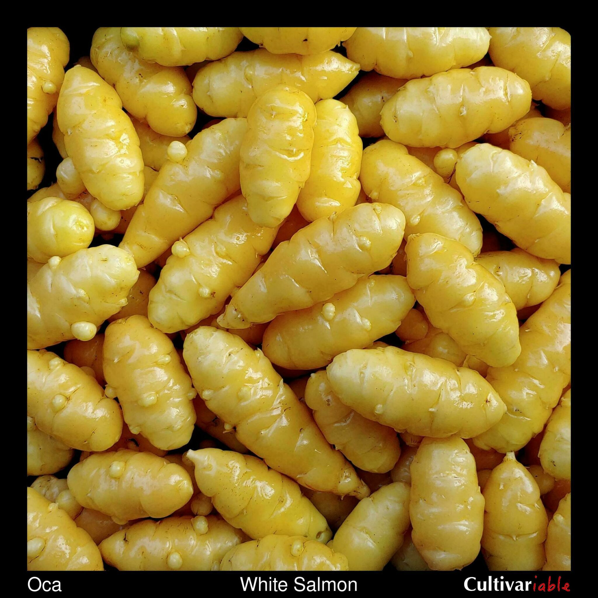 oca-white-salmon-cultivariable