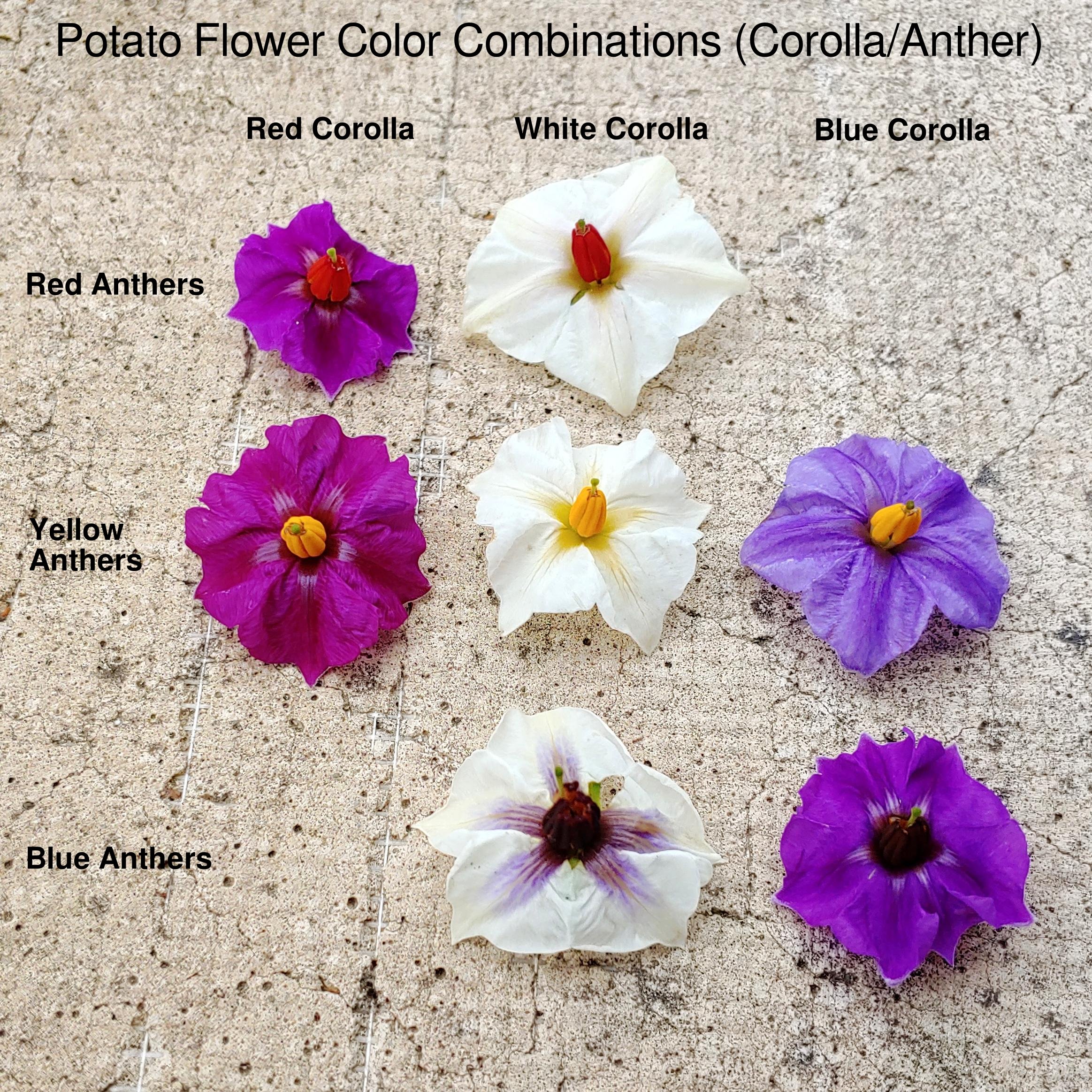 Why Plants Have Bright Colored Flowers - Flower Color Significance