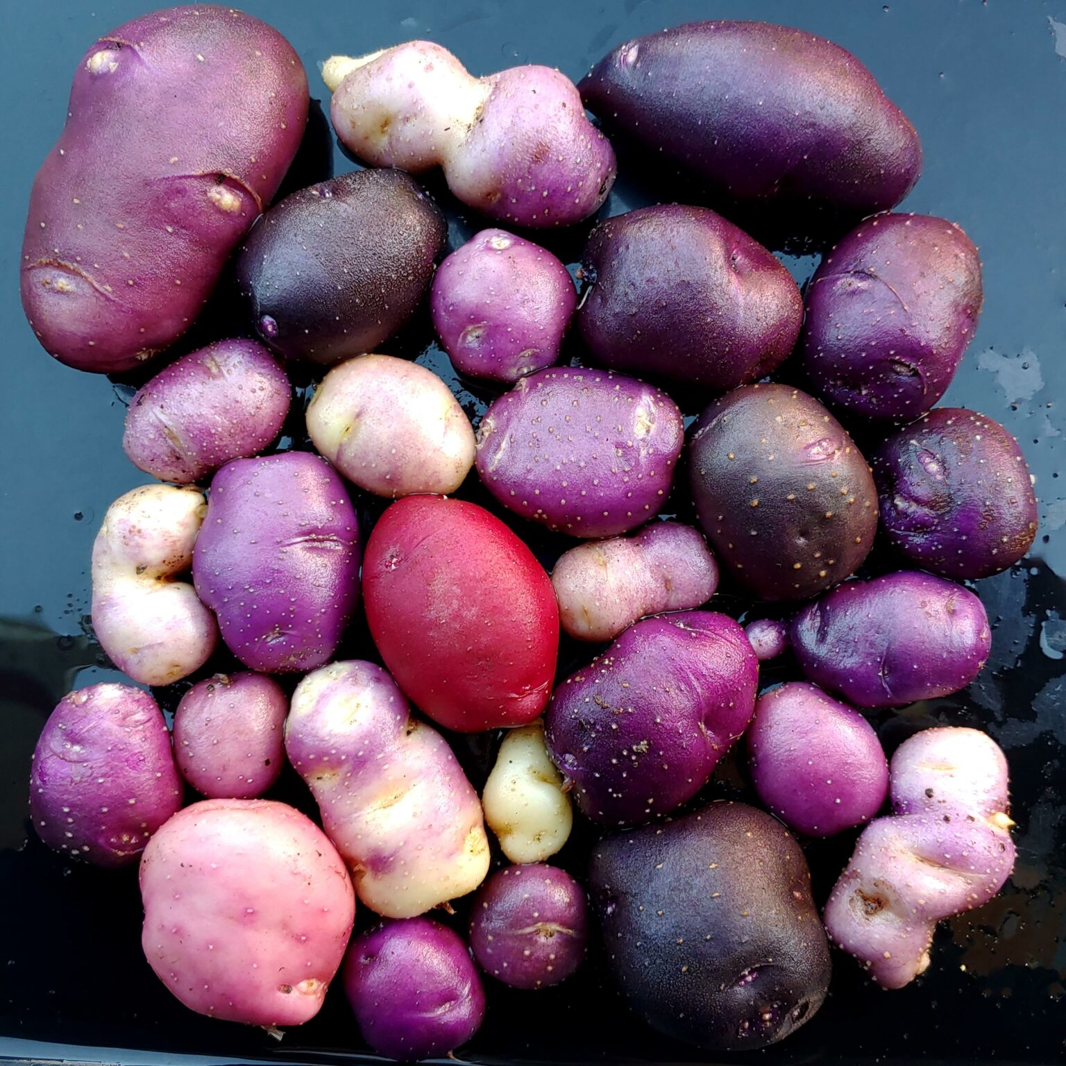 True Potato Seeds (TPS), Chiar Choque Pitu (Solanum curtilobum), 100 ...