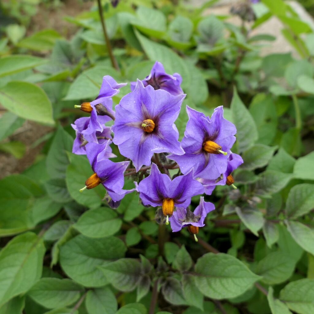 18+ Flowering Potato Plant