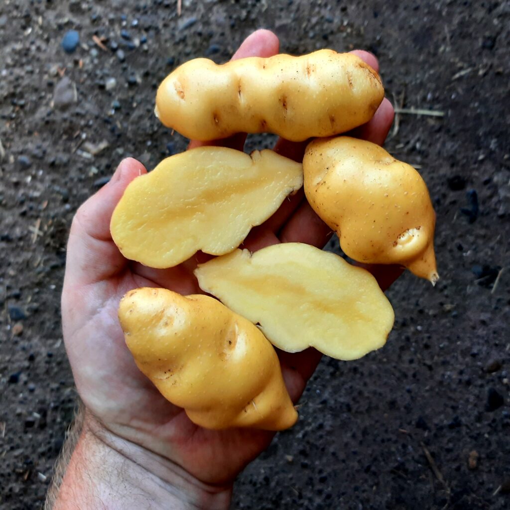 True Potato Seeds (TPS), Melosilla, 100 seeds - Cultivariable