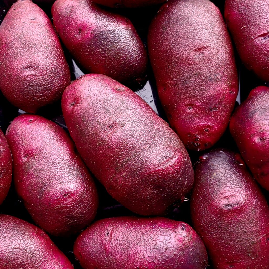 Potato, Red-Eyed Bull, 3 in vitro plantlets - Cultivariable