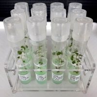 In Vitro Plantlets