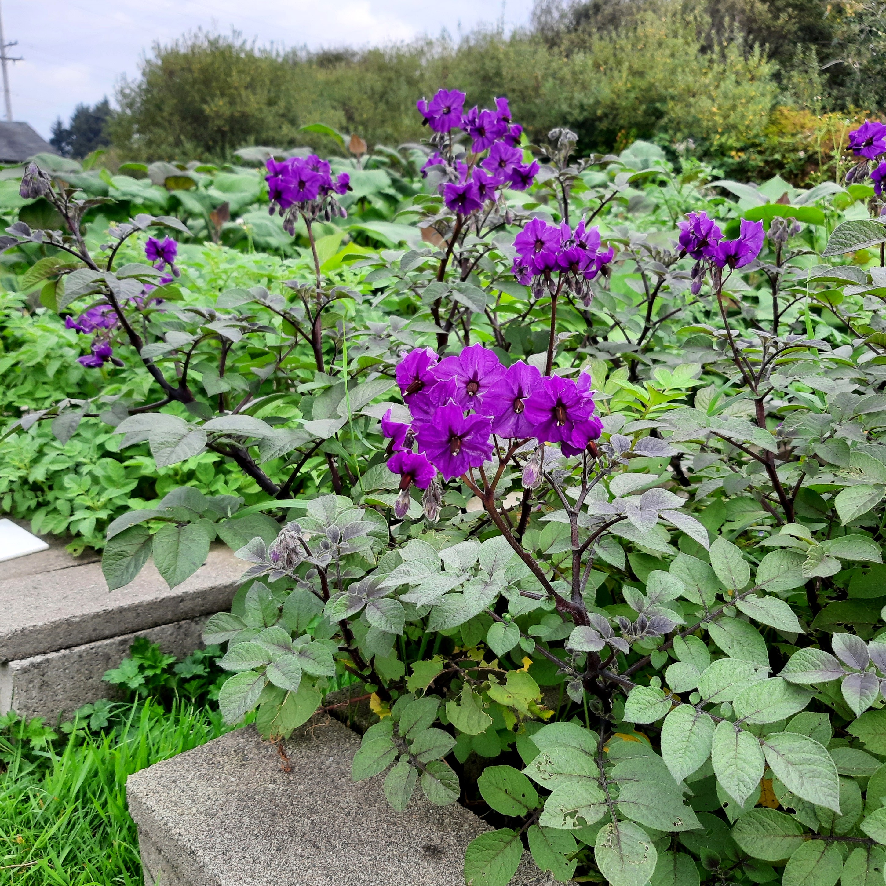 potato Blue Velvet flowers