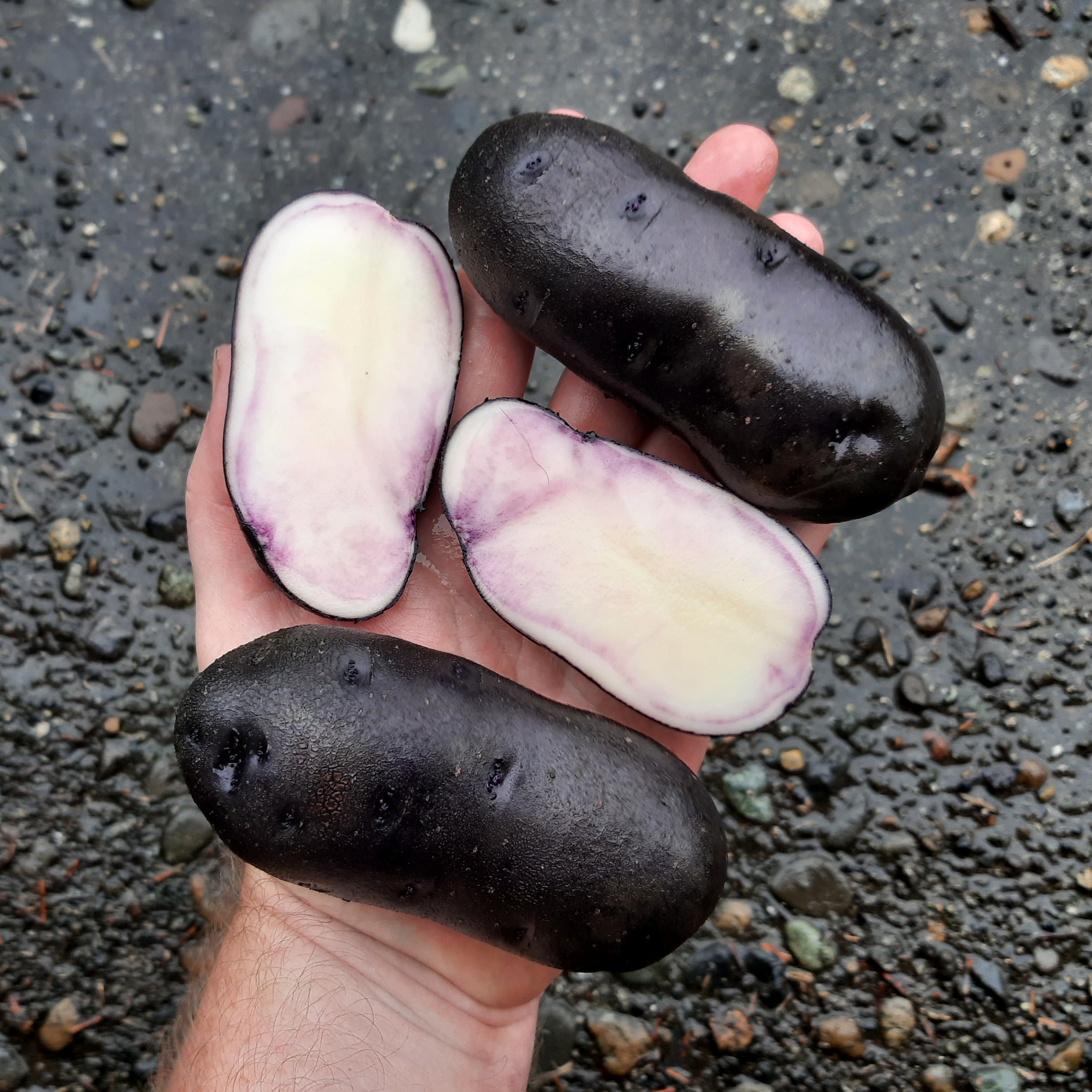 potato Blue Velvet tuber hand