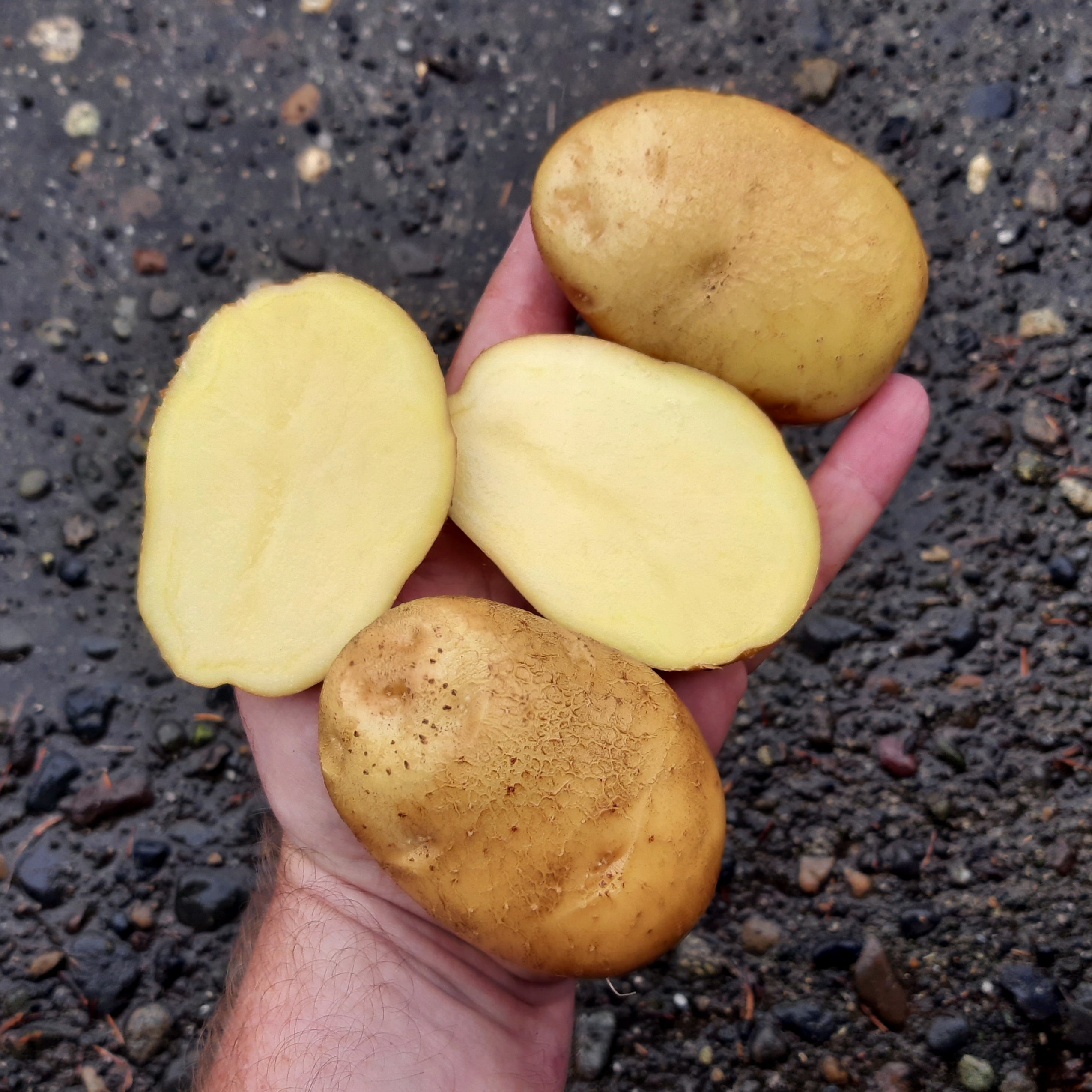 potato Ostbote tuber hand