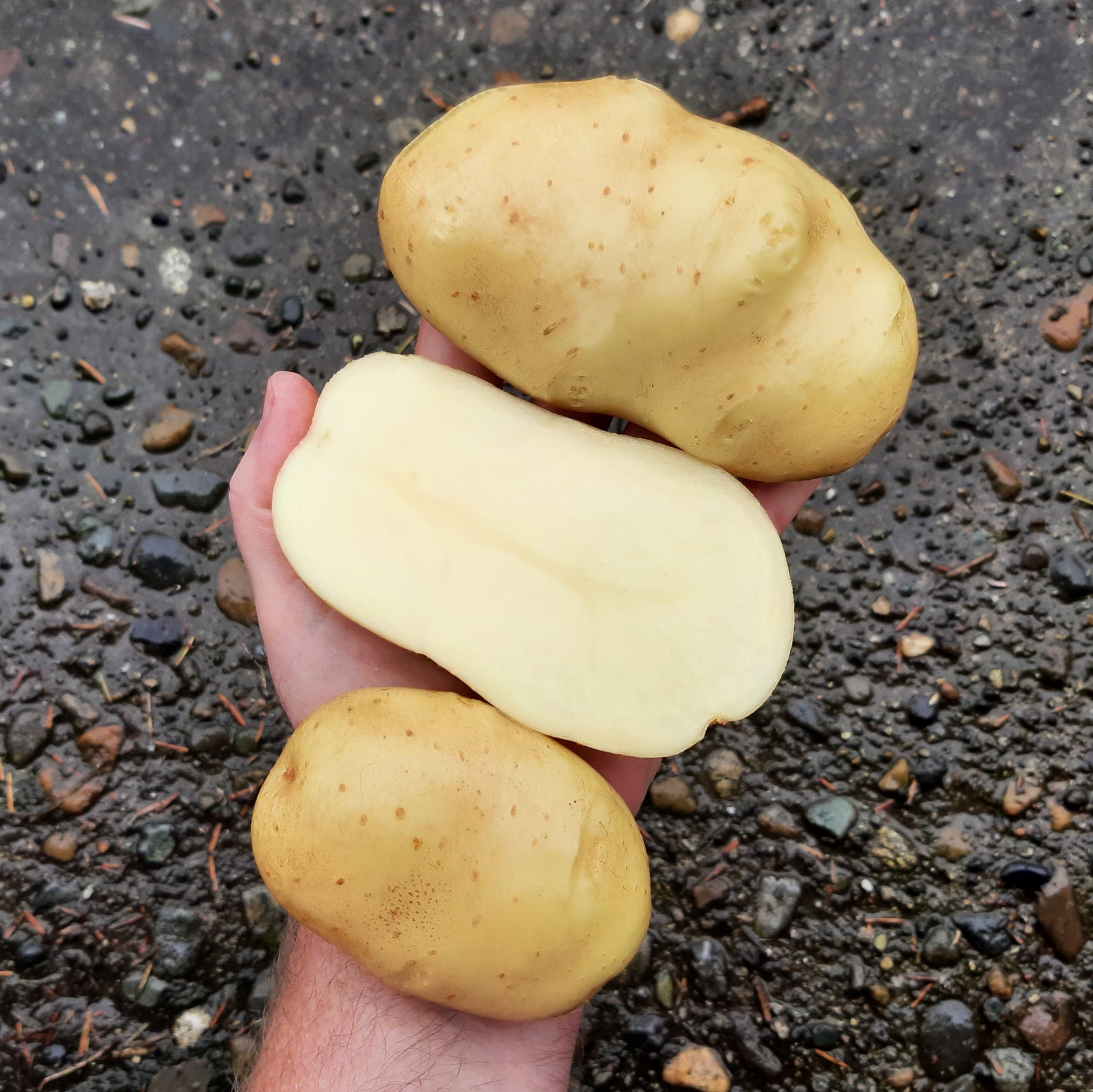 potato Green Mountain tuber hand