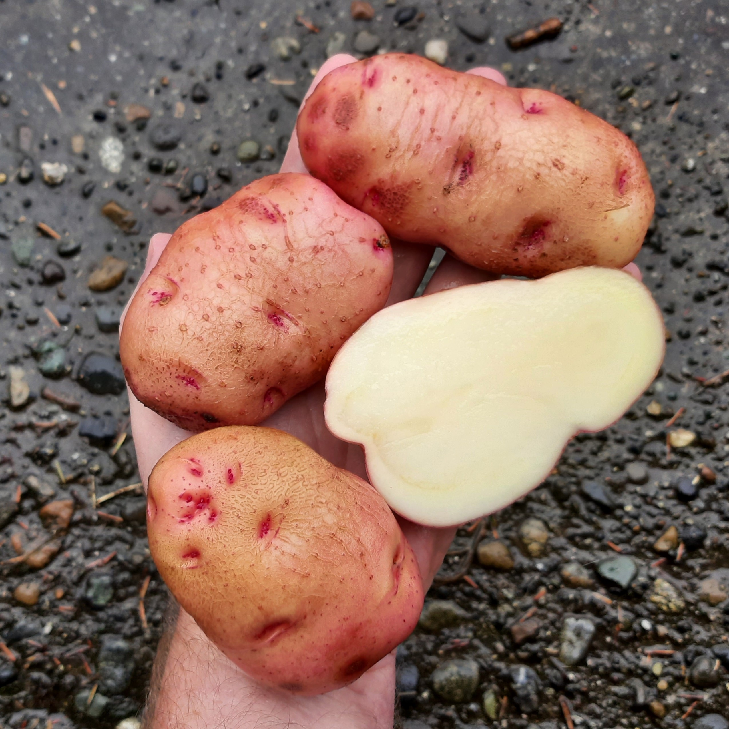 potato Garnet Chili tuber hand