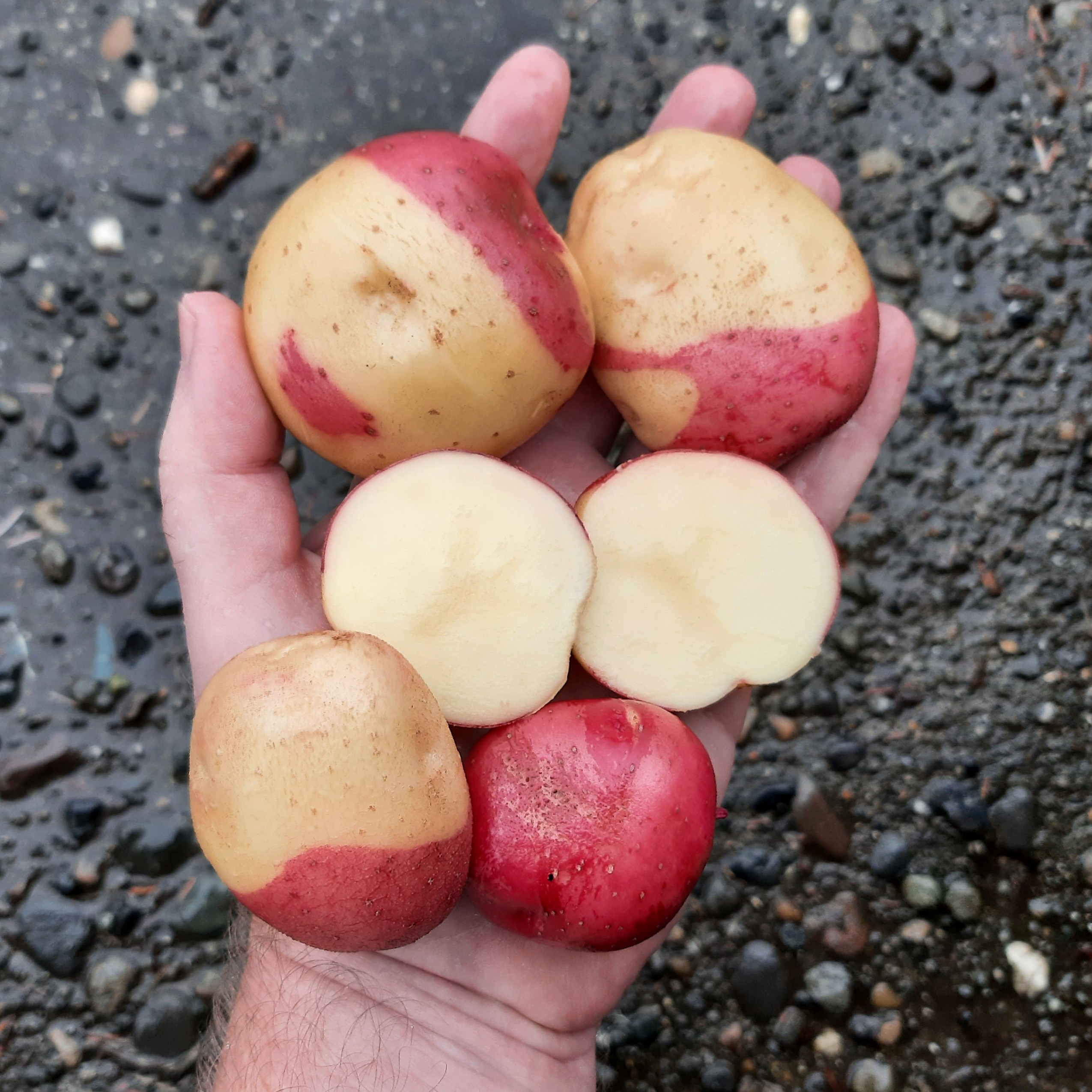 potato Yuguima tuber hand